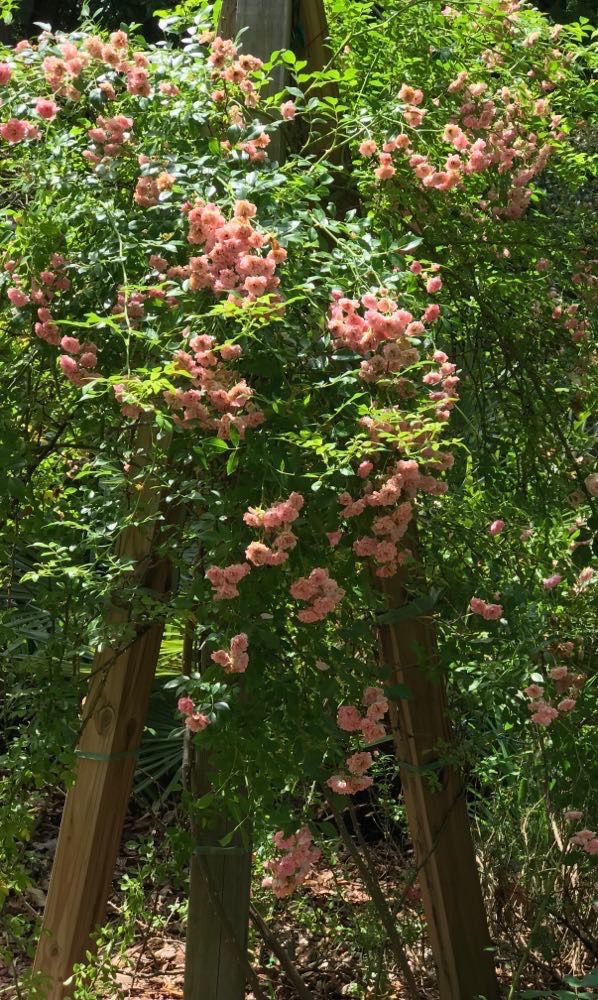 'Climbing Pinkie'